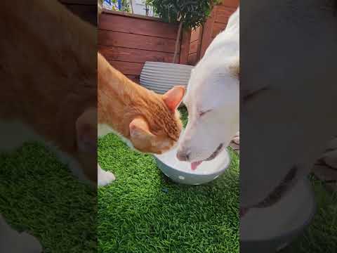 Видео: Доброе субботнее утро ❤️