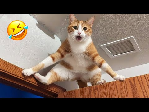 Видео: Умирать со смеху! 😂 Самые смешные кошки и собаки 😹🐶 Часть 13