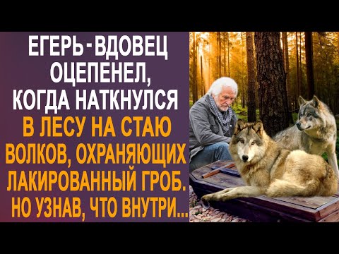 Видео: Егерь-вдовец оцепенел, когда наткнулся в лесу на стаю волков. Но узнав, что волки охраняют...