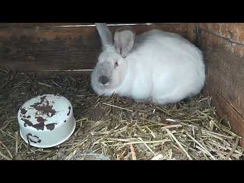 Видео: Кролики в деревни