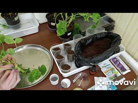 Видео: О пеларгонии в январе- обрезка , выращивание в комнатных условиях..?!