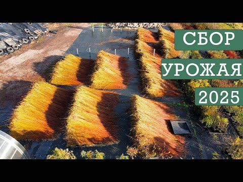 Видео: Сбор урожая ивы 2025г. Русская ива.