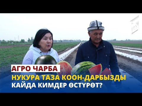 Видео: Нукура таза коон-дарбыздар кайсыл жерлерде өстүрүлөт? | Агро Чарба