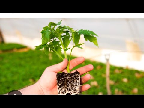 Видео: Мықты көшет  өсіру құпиясы. Құнарлы топырақ дайындау.Қызанақ көшетін өсіру. Рассада өсіру