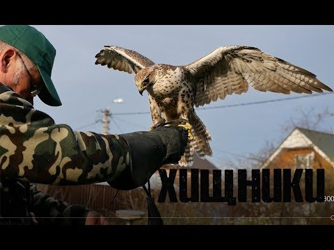 Видео: Пернатые волки. Новая жизнь старых традиций