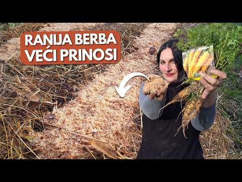 Видео: Посев моркови на ОПИЛКИ и КУХОННЫЕ ОТХОДЫ