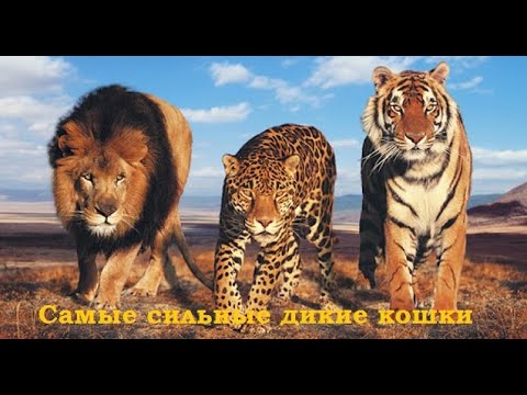 Видео: Самые сильные кошачьи. Топ самых сильных диких кошек.