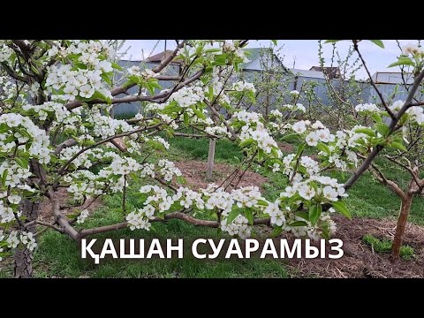 Видео: ГҮЛДЕУ СӘТІНДЕ СУАРУ ДҰРЫСПА, АҒАШтарға Алғашқы Суды Қашан Береміз