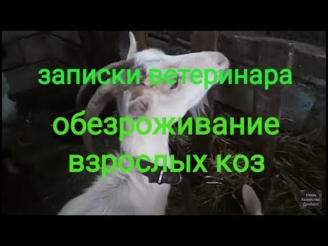 Видео: Записки ветеринара. Обезроживание взрослых коз. Процесс, ошибки, результат.