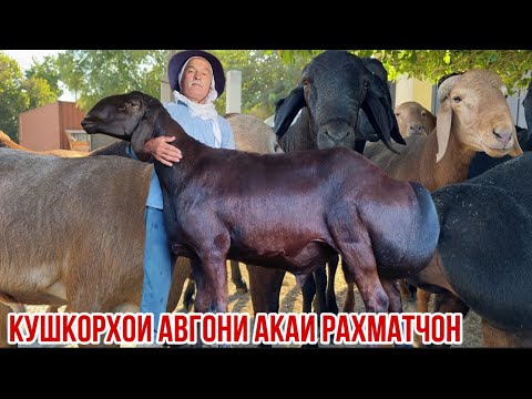 Видео: Қушкорҳои Авгони барои наслгири 9 сентября 2025 г.