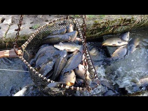 Видео: Балық өсіру кәсібіне қаржылай қолдау алу жолдары