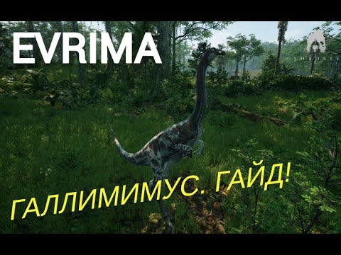 Видео: THE ISLE EVRIMA. ГАЛЛИМИМУС. ГАЙД! #theisleevrima