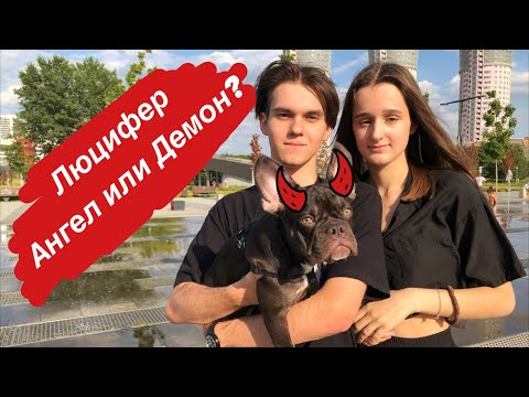 Видео: Люцифер/ Ангел или Демон? Французский Бульдог/ Шоколадно - Подпалый Окрас #Французскийбульдог