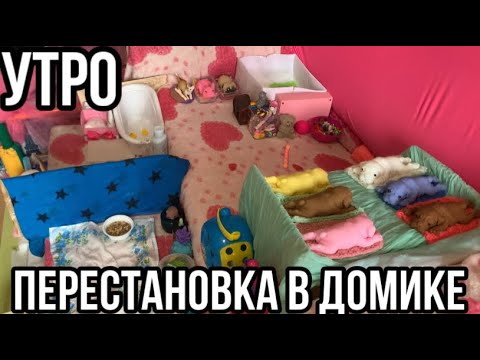 Видео: Перестановка в домике сквиши собачек