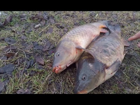 Видео: Зимняя Ловля КАРПА на удочку  и Щука на жерлицы! ОФИГЕННОЕ Открытие зимнего сезона 2021-2022!