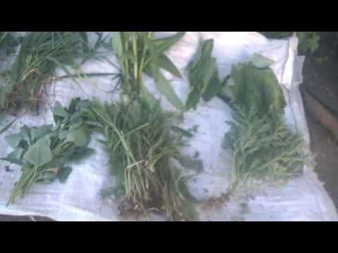 Видео: РАЗВЕДЕНИЕ КРОЛИКОВ С НУЛЯ/ВИДЫ ТРАВ ДЛЯ КРОЛИКОВ