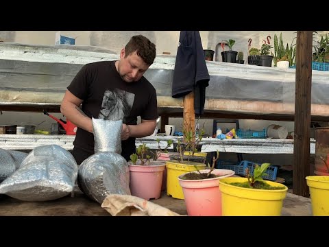 Видео: КАК МЫ УПАКОВЫВАЕМ РАСТЕНИЯ. ПОДГОТОВКА ХОЛОДНОЙ ТЕПЛИЦЫ.