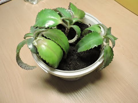 Видео: Каланхоэ - лекарственное домашнее растение. Пересадка.