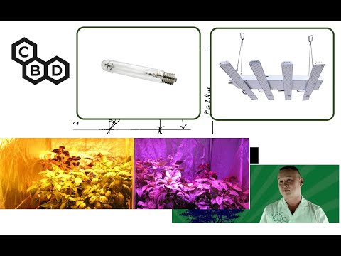 Видео: #182 CBD, Расстояние до светильника, Happy(white)Sun и "другие" блогеры