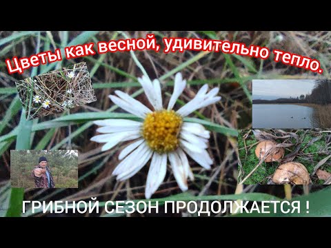 Видео: ГРИБНОЙ СЕЗОН ПРОДОЛЖАЕТСЯ !