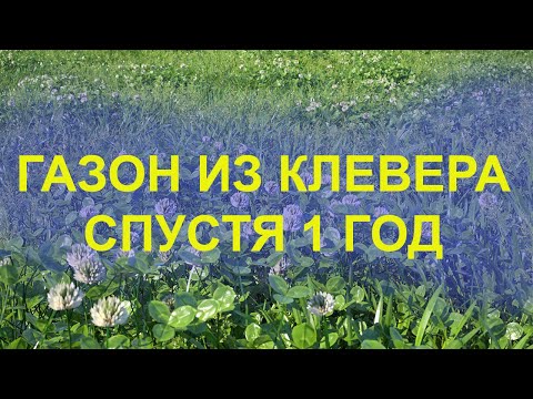 Видео: Газону из клевера 1 год