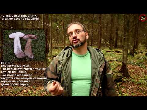 Видео: Ложные опята, которые все считают ядовитыми, отличные съедобные грибы (Михаил Вишневский).