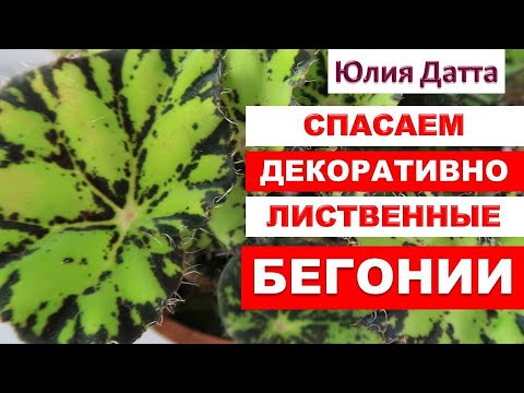 Видео: Этот секрет поможет вам спасти декоративно лиственные бегонии. Юлия Датта