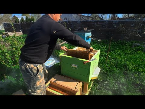 Видео: Как правильно пересаживать пчелопакет бакфаст. Как я пересаживаю пчелопакеты. от А до Я