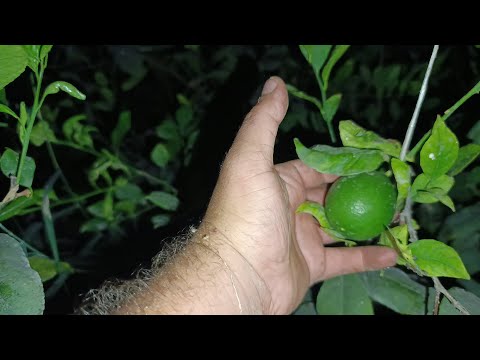 Видео: Лимон хакида малумот долзарб 