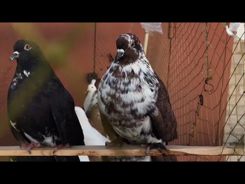 Видео: Ярмарка голубей в Самаре (1 часть)