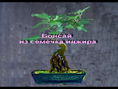 Видео: Создаем бонсай из инжира  Посадка на камень