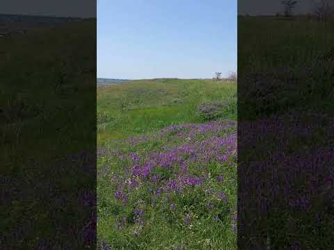 Видео: Бердянск. Макорты. Май.