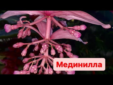 Видео: Мединилла. Красивое тропическое растение. Уход.