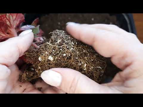 Видео: пересаживаю новинки. отвечаю на вопросы.