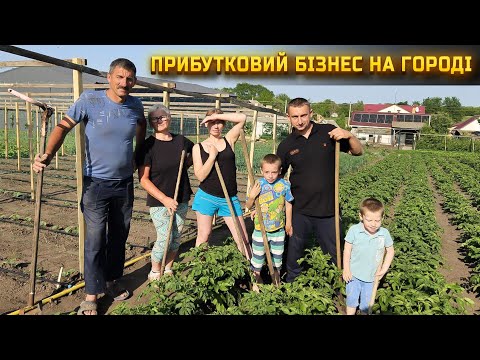 Видео: 🇺🇦Бізнес на огірках. Екскурсія по нашому городі + лайфхаки по вирощуванню.