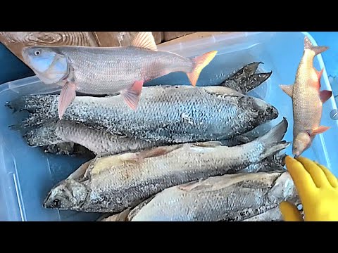 Видео: ЖЕРЕХ ВЯЛЕНЫЙ СУХОЙ ПОСОЛ 🐟✊️