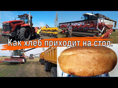 Видео: Как хлеб попадает к нам на стол? / Посев зерна, покос пшеницы и рецепт вкусного хлеба /Сборник видео
