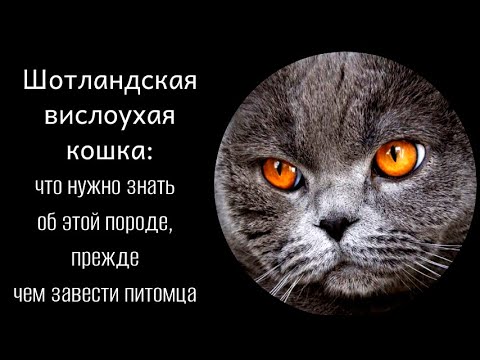 Видео: Шотландская вислоухая кошка. Что нужно знать об этой породе, прежде чем завести питомца.