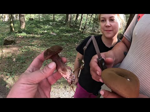 Видео: Бездонні ГРИБНІ МІСЦЯ! На цей раз не одні! Як вони тут ростуть..