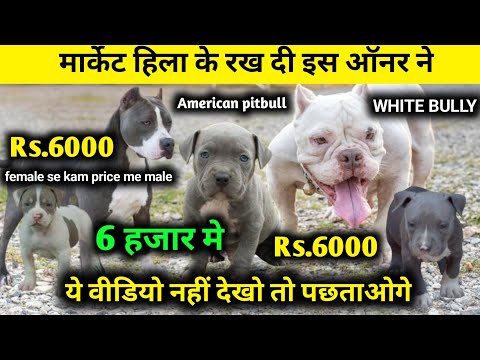 Видео: Bawal Bawal Dhamaal | Щенок американского питбуля за 6000 рупий | Американский булли по самой низ...