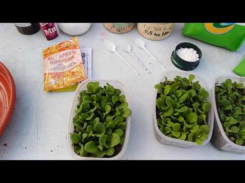 Видео: КАК НАРАСТИТЬ ЗА ТРИ НЕДЕЛИ КОРНЕВУЮ У ПЕТУНИИ ДО ПИКИРОВКИ..