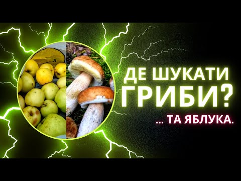 Видео: Де шукати гриби? Збираємо білі гриби та яблука!/ We collect porcini mushrooms and apples!