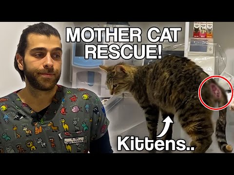 Видео: Спасение раненой беременной кошки! (Что будет с котятами?)
