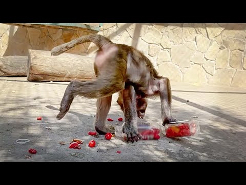 Видео: Изворотливая ЖАДНОСТЬ Степана!Маня самая УМНАЯ, зачем забирать, если можно собрать.О детях и демонах