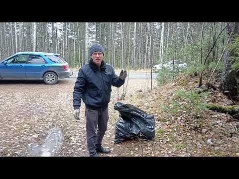 Видео: Урожай КЕДРОВОГО МУСОРА