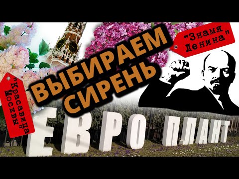 Видео: Сирень Колесникова, сирень Мейера, компактные сорта сирени