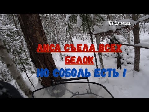 Видео: Ну хоть соболя не тронула.На Бурке по путику.