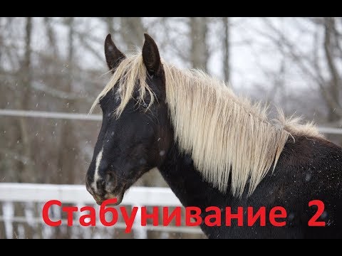 Видео: Стабунивание. Знакомство с табуном. Психология. 2 часть