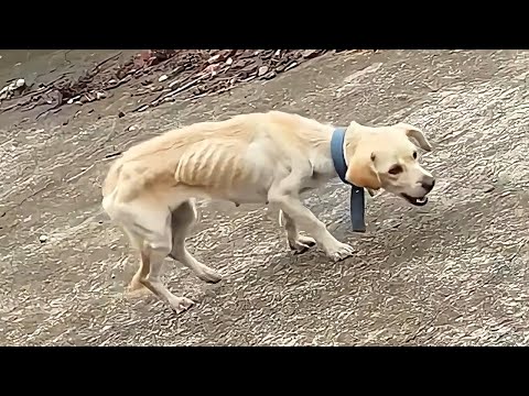 Видео: Изможденная от голода собака, без хозяина, выживает, собирая мусор, пока не появляется девочка...