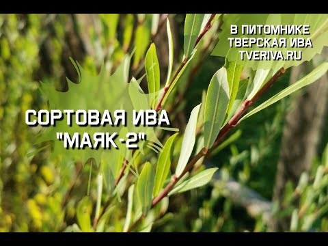 Видео: Сортовая ива Маяк-2 для плетения и посадки в ландшафтном дизайне. Черенки сортовой ивы купить.